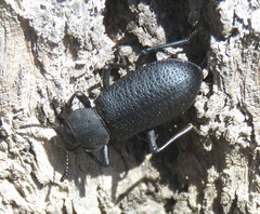 Iphthiminus serratus