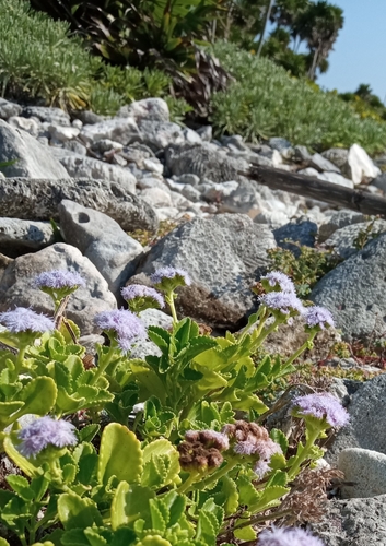 Ageratum maritimum (Ageratum maritimum)