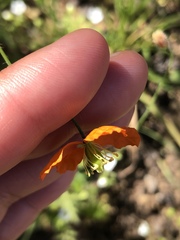 Papaver californicum