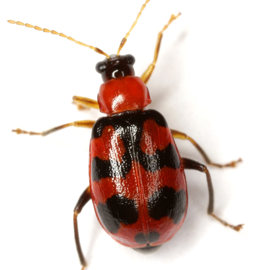 Cerotoma atrofasciata