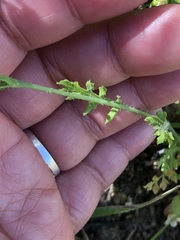 Papaver californicum
