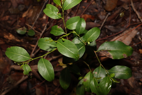 Image of Casearia multinervosa by (c) Greg Tasney, some rights reserved (CC BY-SA)
