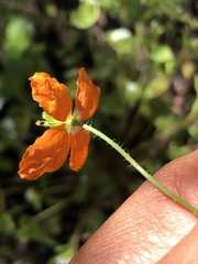 Papaver californicum