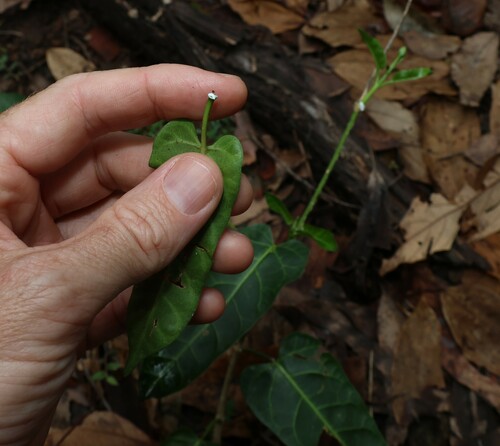 Image of Leichhardtia lloydii by (c) Greg Tasney, some rights reserved (CC BY-SA)