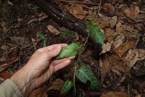 Image of Leichhardtia lloydii by (c) Greg Tasney, some rights reserved (CC BY-SA)