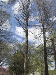 Taxodium distichum
