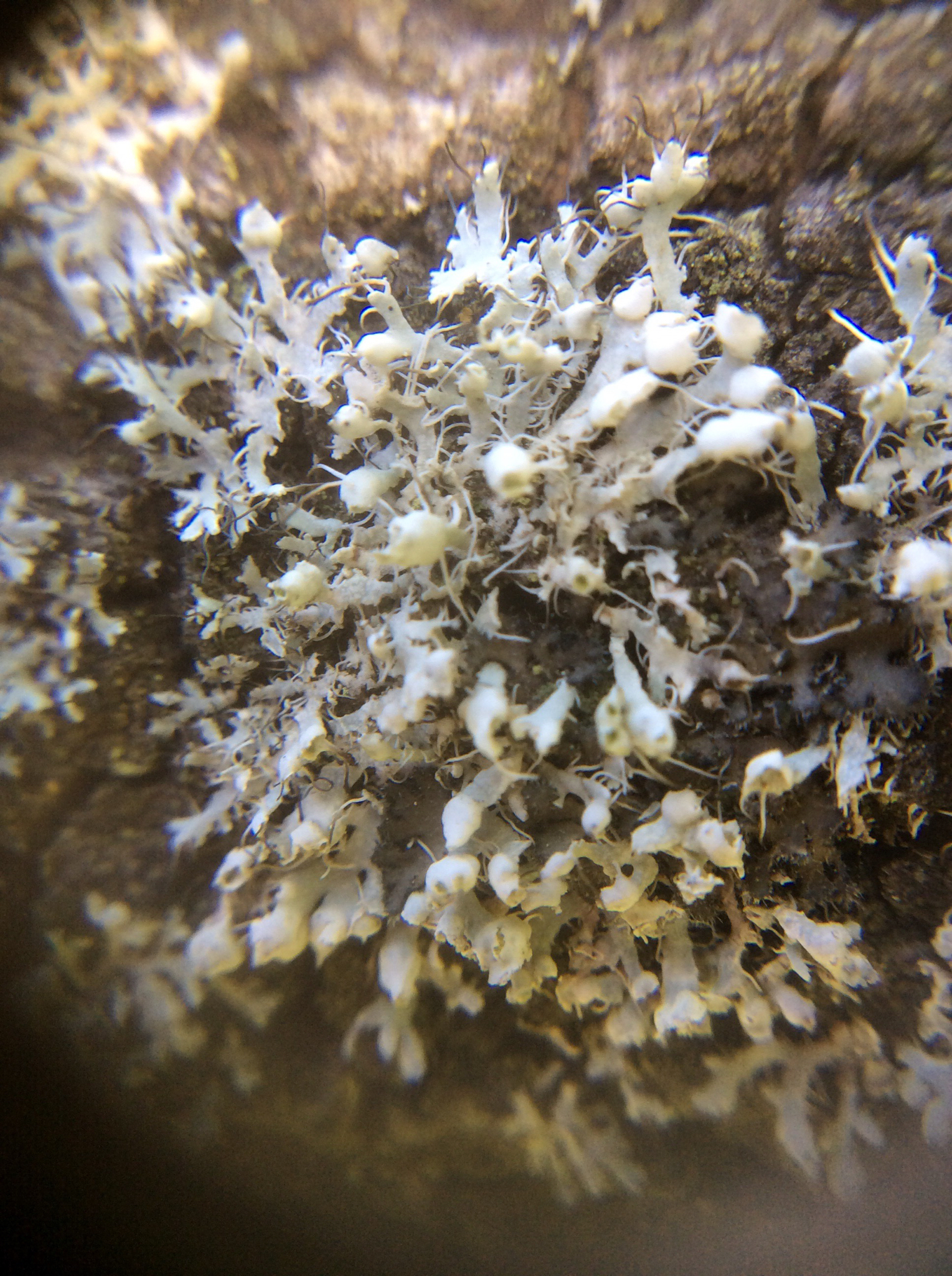 Physciaceae image