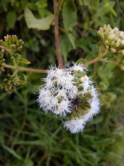 Aristeguietia lamiifolia