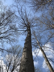 Taxodium distichum