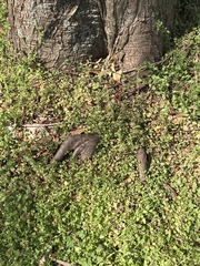 Taxodium distichum