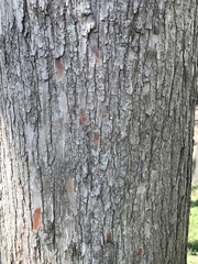 Taxodium distichum