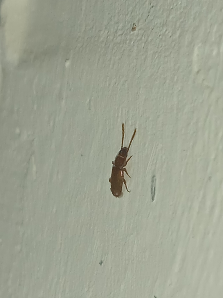 Cryptolestes pusilloides