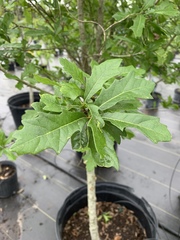 Quercus × comptoniae