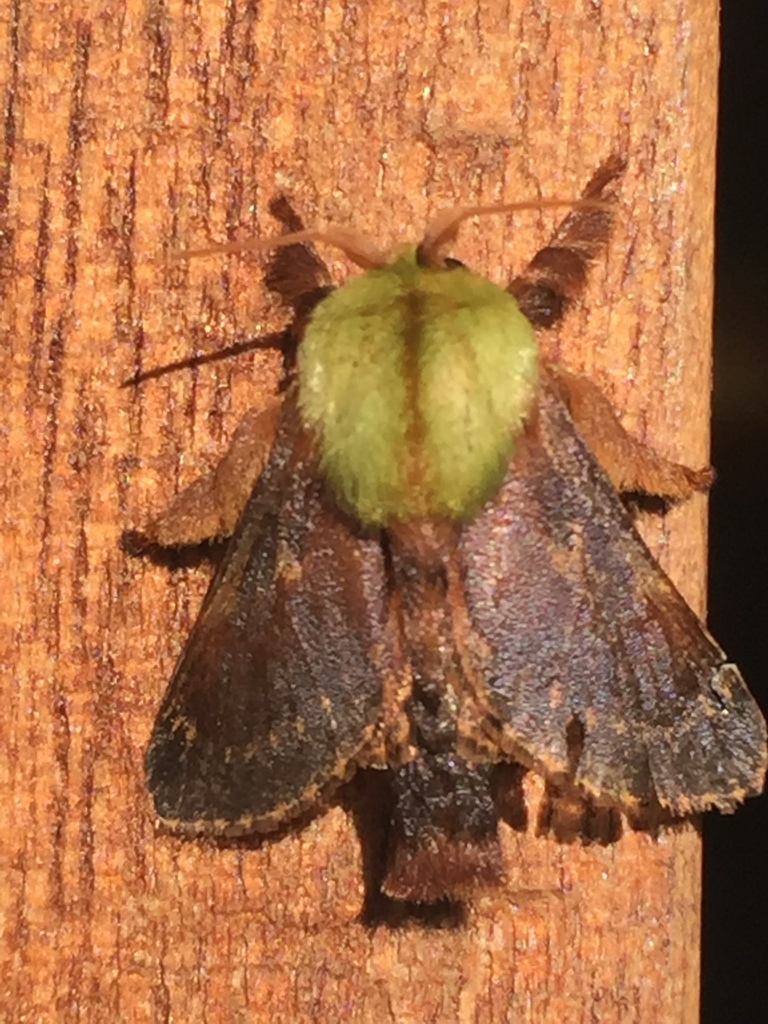 Parasa cebrenis