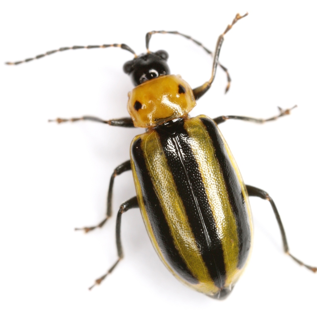 Amphelasma cavum