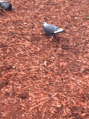 Columba livia