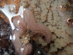 Baseodiscus delineatus