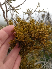 Phoradendron bolleanum