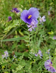 Tradescantia occidentalis