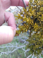 Phoradendron bolleanum