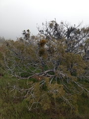 Phoradendron bolleanum