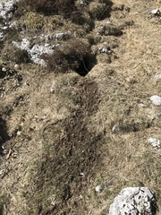 Marmota marmota