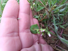 Claytonia parviflora