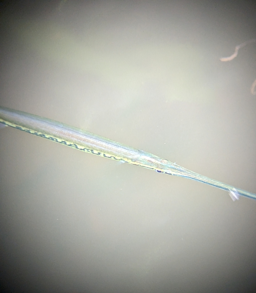 Needlefish