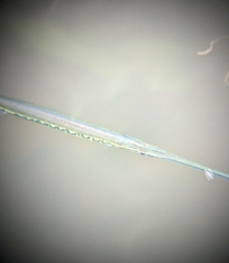 Needlefish photo 1