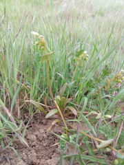 Claytonia parviflora