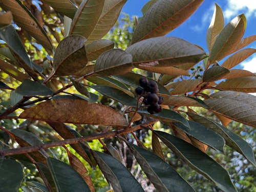 Alphitonia carolinensis observed 2023-11-27