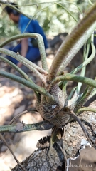 Tillandsia butzii