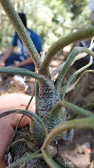 Tillandsia butzii
