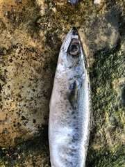 Scomber australasicus