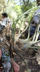Tillandsia butzii