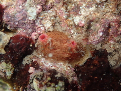 Pyura