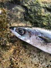 Scomber australasicus
