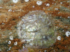 Anomia ephippium