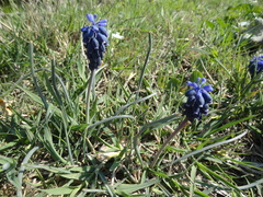 Muscari botryoides