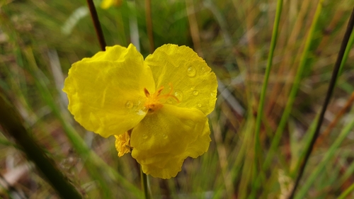 Image of Xyris operculata by (c) Andrew Thornhill, some rights reserved (CC BY)
