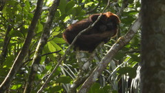 Alouatta guariba