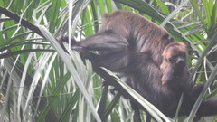 Alouatta guariba