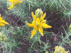 Genista hirsuta