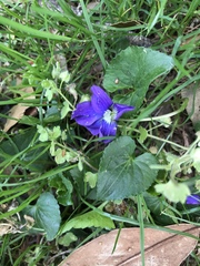 Viola sororia