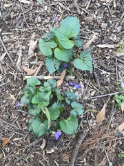 Viola sororia