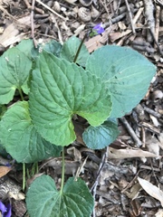 Viola sororia