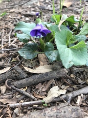 Viola sororia