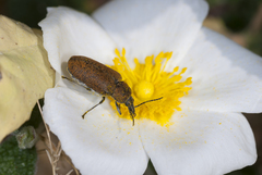 Mycterus curculioides