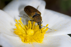 Mycterus curculioides