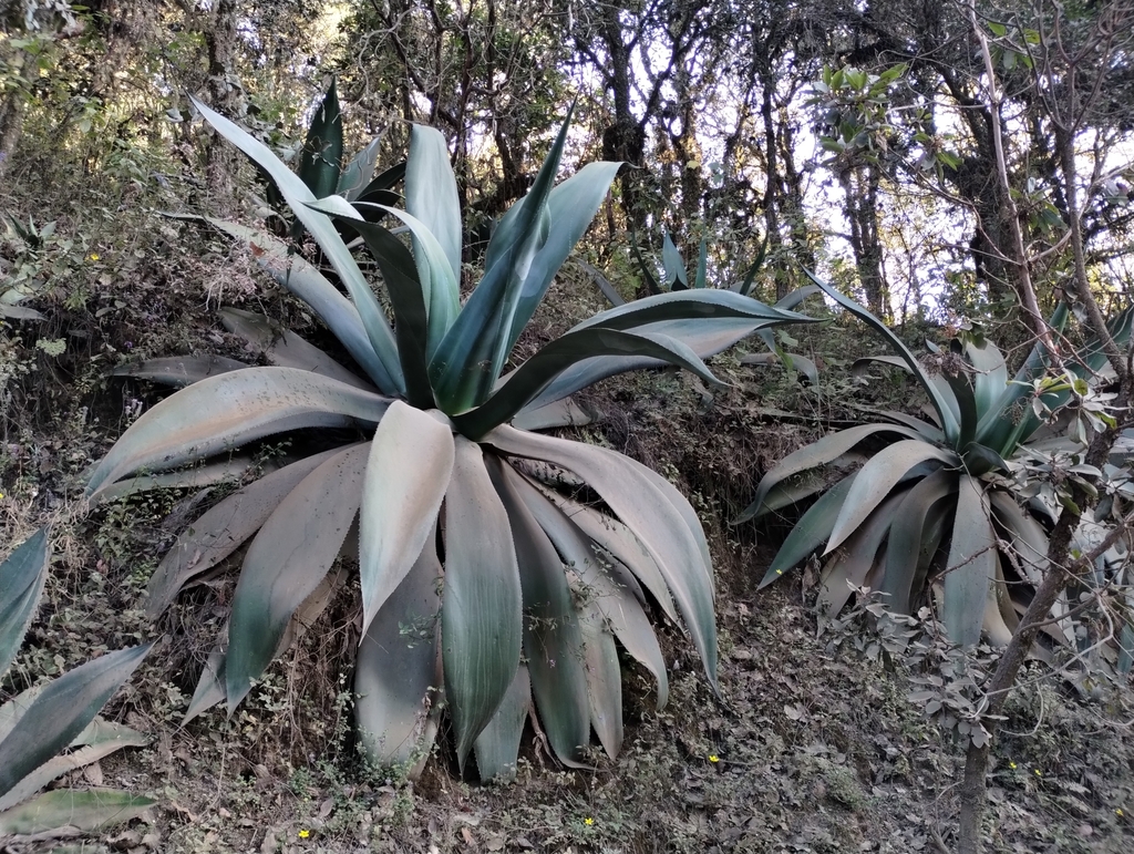 pulque agave